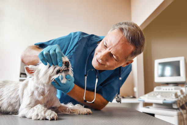 Best Dentist Open on Weekends  in Dogtown, CA